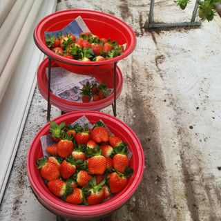 송명섭님의 딸기 · 수확 작성글 사진