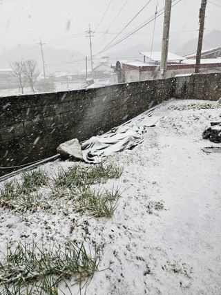 샤인 초보농부 님의 포도 · 자유게시판 작성글 사진