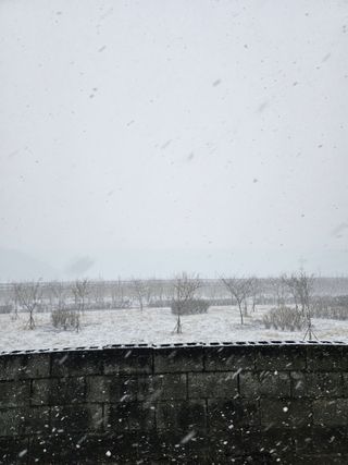 샤인 초보농부 님의 포도 · 자유게시판 작성글 사진