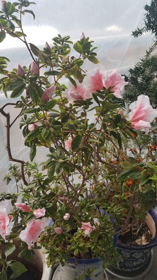 심상화님의 최근 내가 구매한 것은? · 참여글 작성글 사진