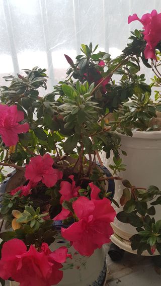 심상화님의 최근 내가 구매한 것은? · 참여글 작성글 사진