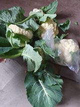 팜모닝 기타작물·자유게시판 게시글 이미지