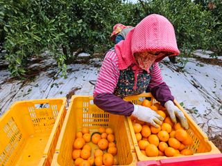 새달귤농장님의 귤 · 수확 작성글 사진