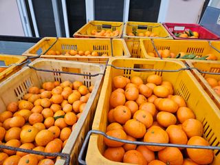 새달귤농장님의 귤 · 수확 작성글 사진