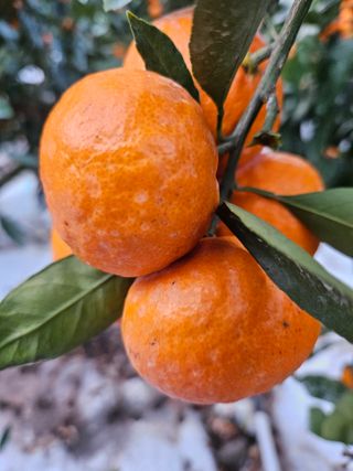 새달귤농장님의 귤 · 수확 작성글 사진