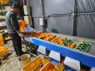 새달귤농장님의 귤 · 수확 작성글 사진