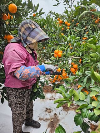 새달귤농장님의 귤 · 수확 작성글 사진