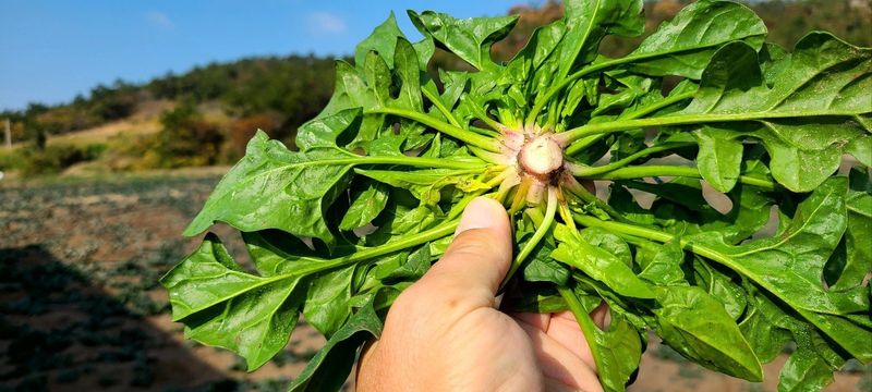 장터 상품 [비금도 섬초(노지텃밭시금치) 3kg] 썸네일