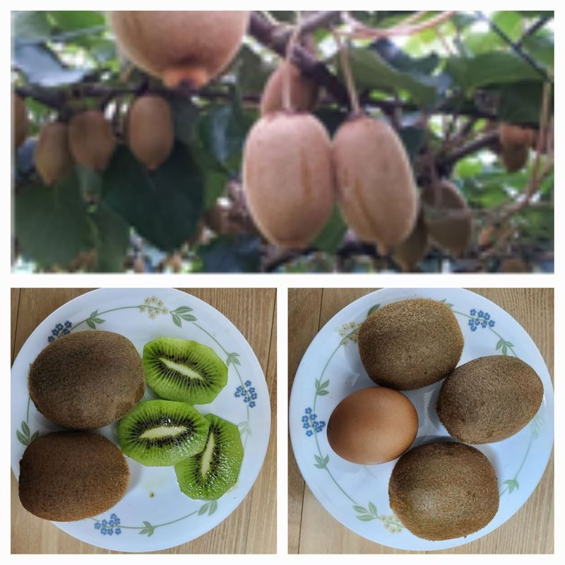 장터 상품 [그린키위 10kg 판매종료] 썸네일