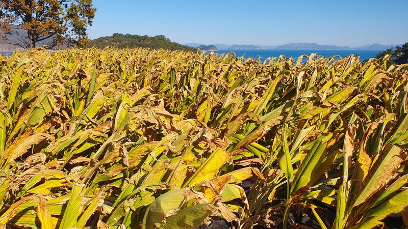 장터 상품 [강황(울금) 분말  1kg(판매완료)] 썸네일