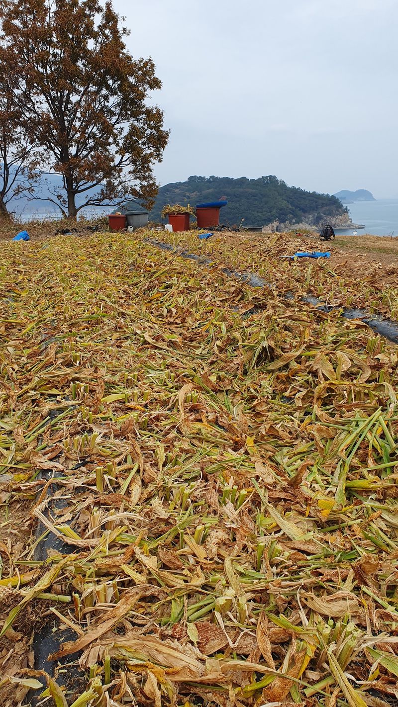 송죽암님의 장터 판매 상품 [강황(울금) 분말  1kg(판매완료)] 첨부 사진