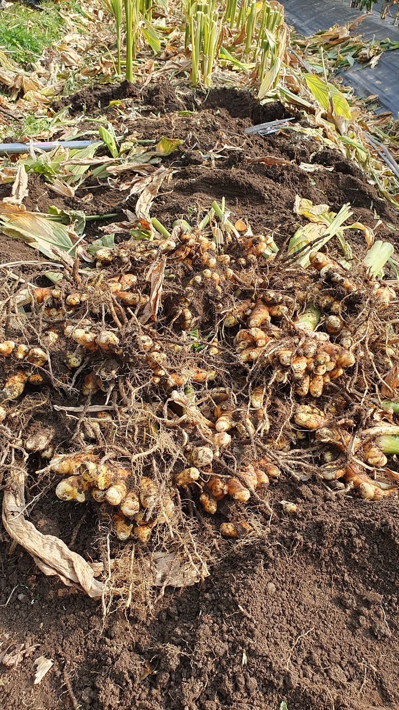 송죽암님의 장터 판매 상품 [강황(울금) 분말  1kg(판매완료)] 첨부 사진