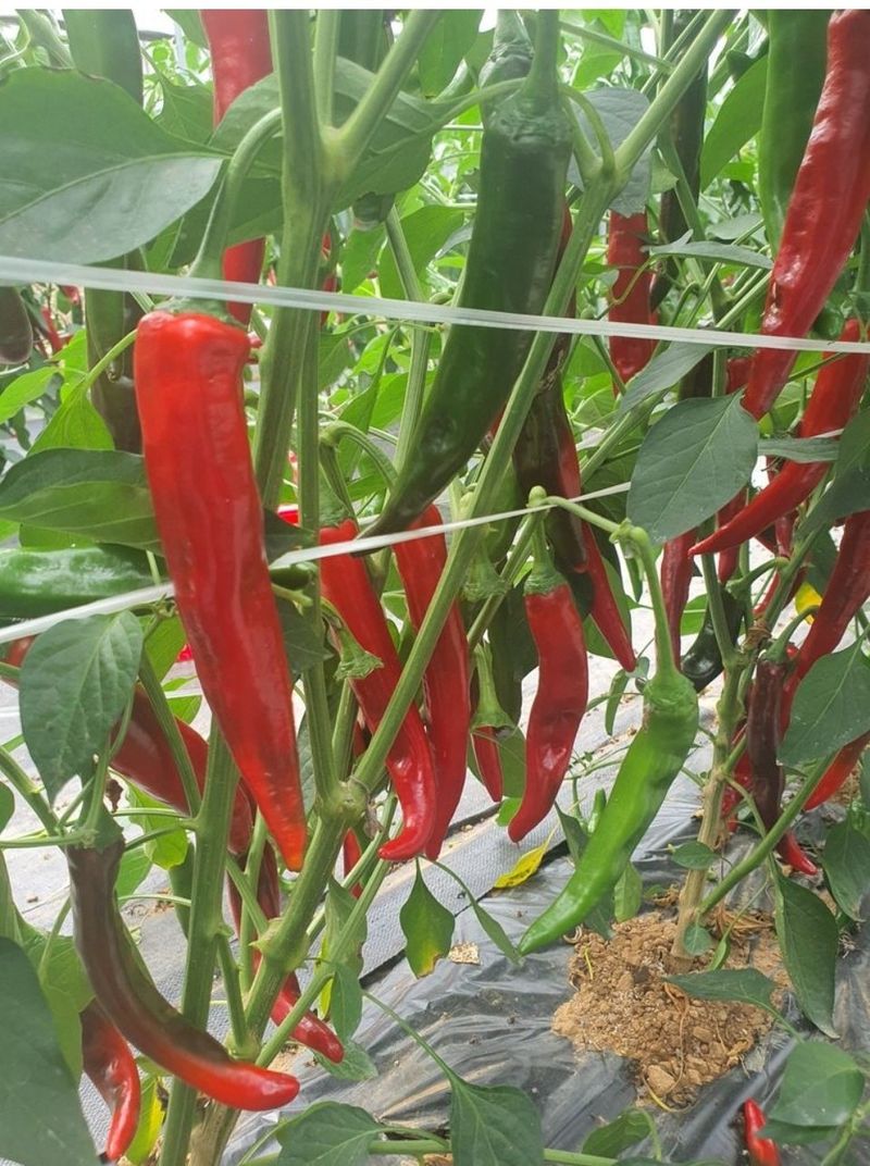 대산농사대장님의 장터 판매 상품 [칼탄미소 복합내병계 1200립  초특가 40프로 할인] 첨부 사진