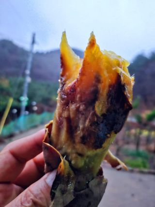 이형록님의 고구마 · 자유게시판 작성글 사진