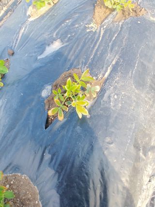 백정아님의 콩 · 병해충상담 작성글 사진