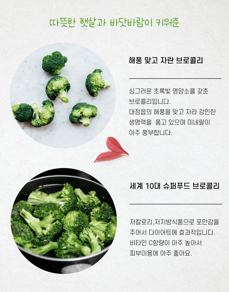 제주대정 방점순님의 장터 판매 상품 [제주브로콜리  5kg] 첨부 사진