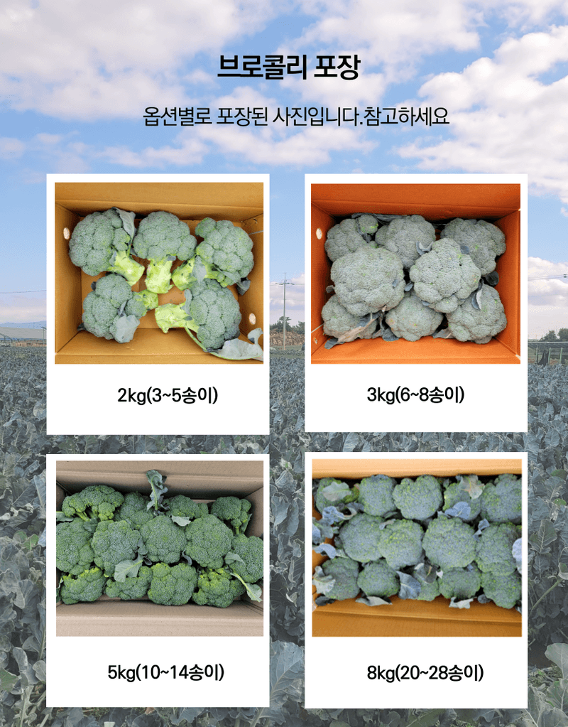 제주대정 방점순님의 장터 판매 상품 [제주브로콜리  5kg] 첨부 사진