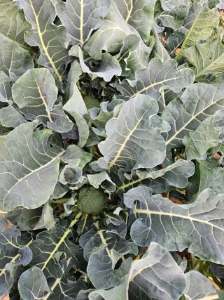 송희숙님의 기타작물 · 자유게시판 작성글 사진