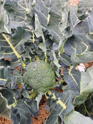 송희숙님의 기타작물 · 자유게시판 작성글 사진