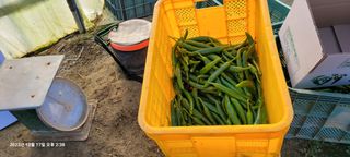 이동훈님의 고추 · 영농일지 작성글 사진