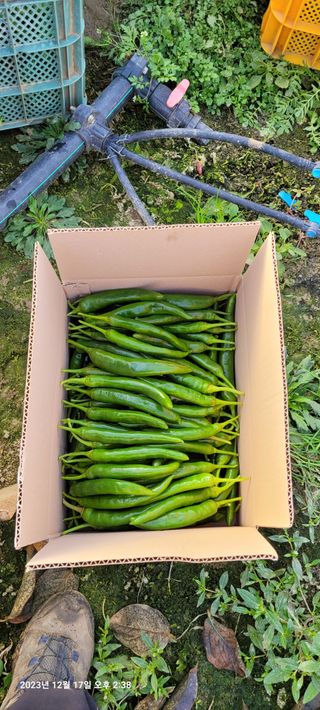 이동훈님의 고추 · 영농일지 작성글 사진