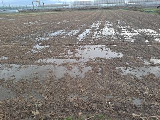 박정하님의 벼 · 영농일지 작성글 사진