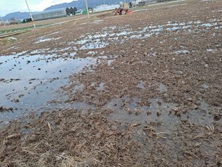 박정하님의 벼 · 영농일지 작성글 사진