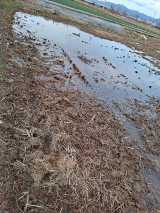 박정하님의 벼 · 영농일지 작성글 사진