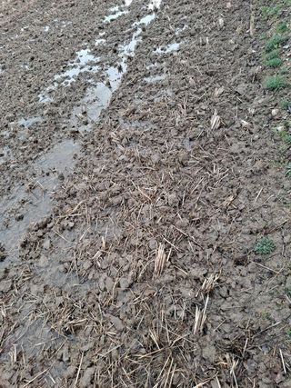 박정하님의 벼 · 영농일지 작성글 사진