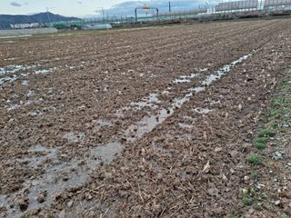 박정하님의 벼 · 영농일지 작성글 사진