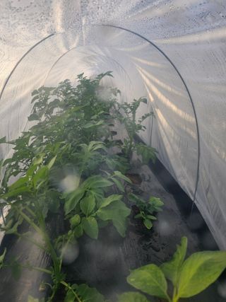 김명진님의 감자 · 영농일지 작성글 사진