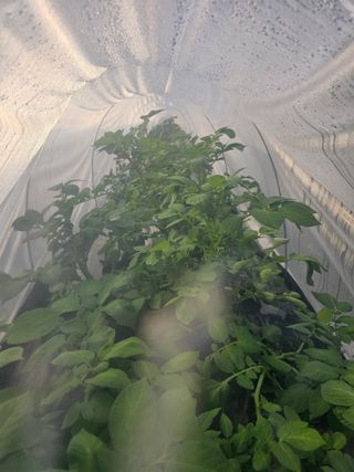 김명진님의 감자 · 영농일지 작성글 사진