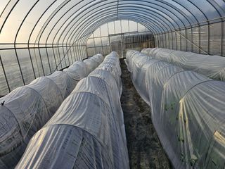 김명진님의 감자 · 영농일지 작성글 사진