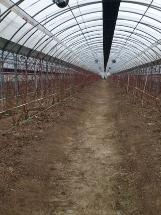 수로농원입니다님의 딸기 · 일상 작성글 사진