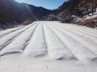설악곰님의 마늘 · 영농일지 작성글 사진
