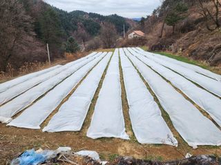 설악곰님의 마늘 · 영농일지 작성글 사진
