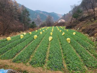 설악곰님의 마늘 · 영농일지 작성글 사진