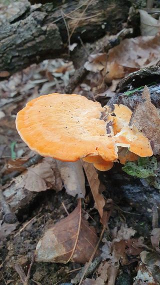 참방개님의 버섯 · 일상 작성글 사진