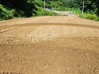 설악곰님의 마늘 · 일상 작성글 사진