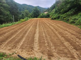 설악곰님의 마늘 · 일상 작성글 사진