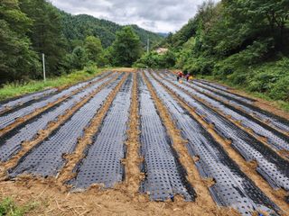 설악곰님의 마늘 · 일상 작성글 사진