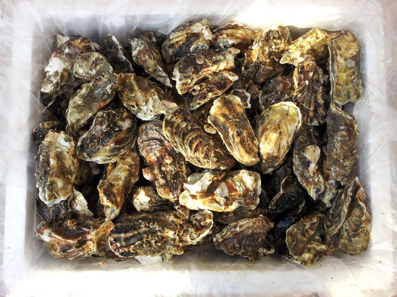 박현수님의 장터 판매 상품 [지금 통영굴이  제일  맛이  꿀맛입니다] 첨부 사진