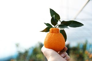 이호님의 귤 · 수확 작성글 사진