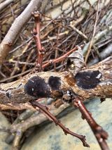 팜모닝 자두·병해충상담 게시글 이미지