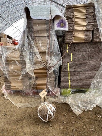 일심묘목농원님의 장터 판매 상품 [왕앵두 3년생 결실주 분묘] 첨부 사진