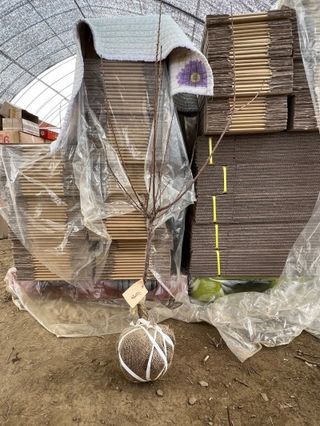 일심묘목농원님의 작성글 사진