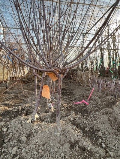 일심묘목농원님의 장터 판매 상품 [왕앵두 3년생 결실주 분묘] 첨부 사진