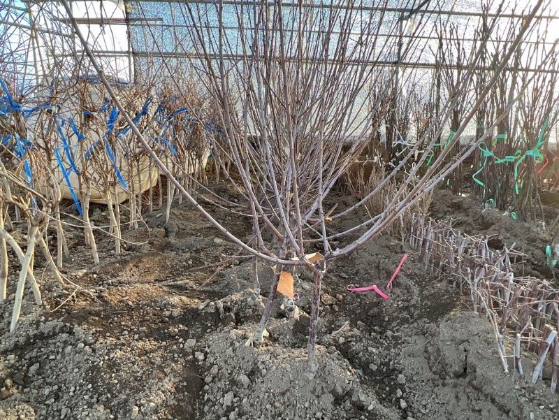 일심묘목농원님의 장터 판매 상품 [왕앵두 3년생 결실주 분묘] 첨부 사진