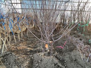 일심묘목농원님의 작성글 사진