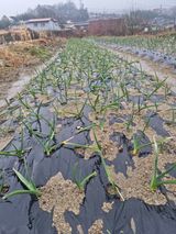 팜모닝 마늘·병해충상담 게시글 이미지